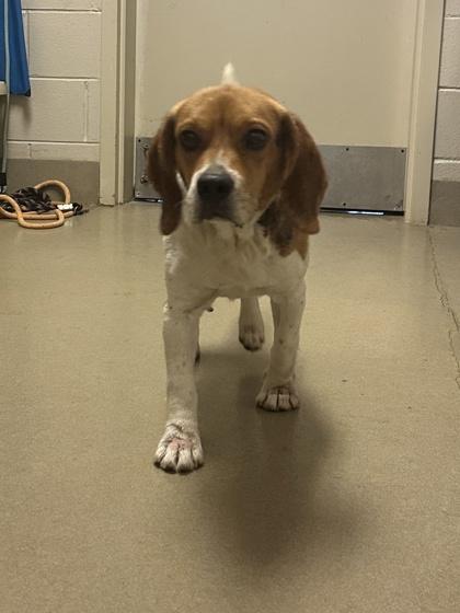 Sloppy Joe, a Adoptable mixed breed in King William, VA image 2/2