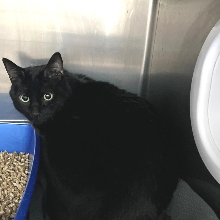 Enlarge Nimbus, a Adoptable Domestic Short Hair in Idaho Falls, ID image 1/2