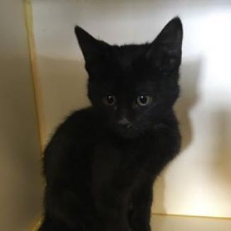 Enlarge Nimbus, a Adoptable Domestic Short Hair in Idaho Falls, ID image 2/2