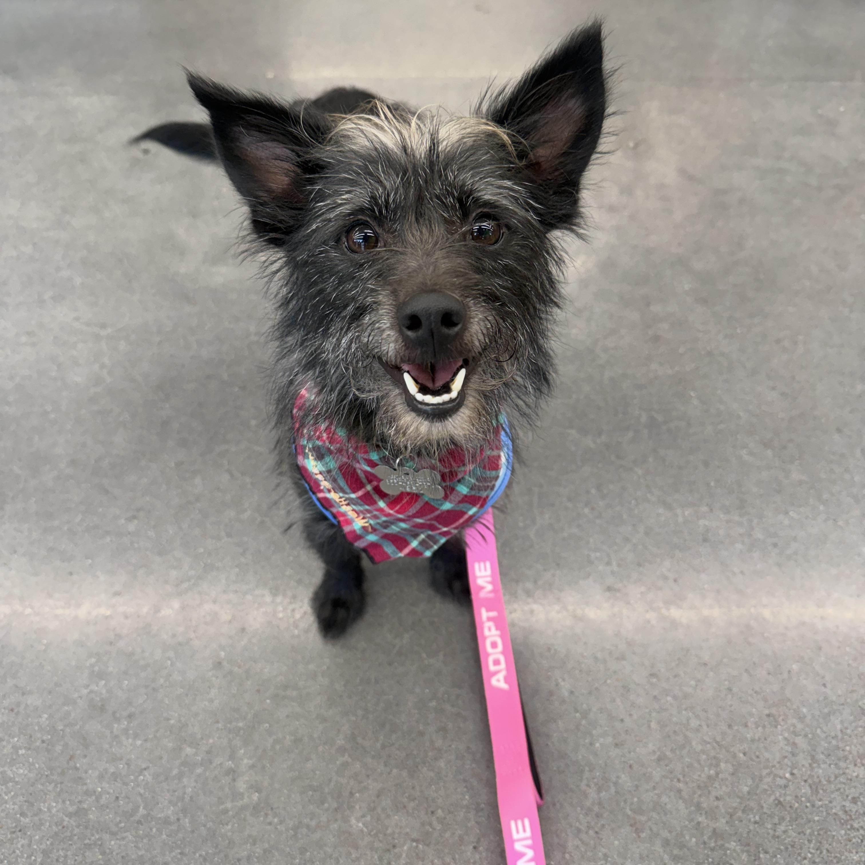 Enlarge Halley, a Adoptable mixed breed in Spring, TX image 3/3