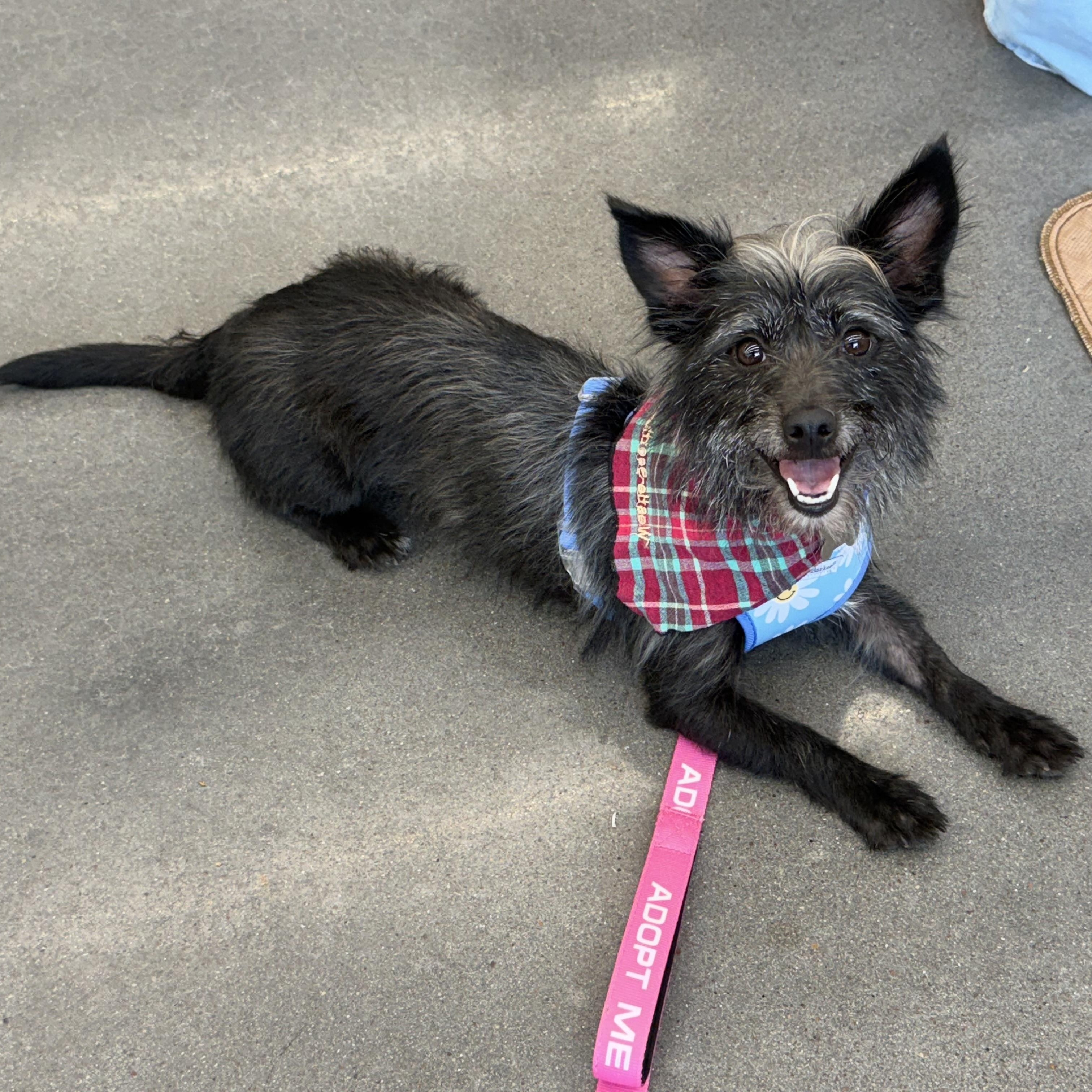 Enlarge Halley, a Adoptable mixed breed in Spring, TX image 2/3