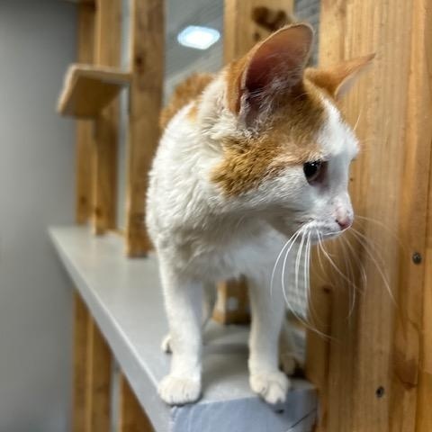 Enlarge Simba, a ADOPTABLE Domestic Short Hair in Chisholm, MN image 6/6