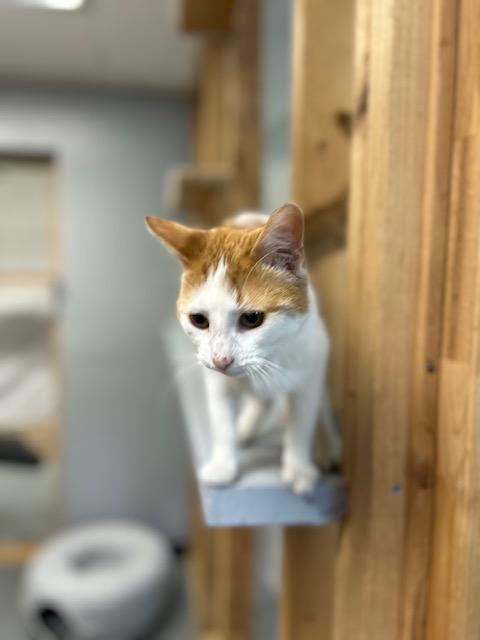 Enlarge Simba, a ADOPTABLE Domestic Short Hair in Chisholm, MN image 2/6