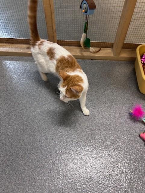Enlarge Simba, a ADOPTABLE Domestic Short Hair in Chisholm, MN image 3/6