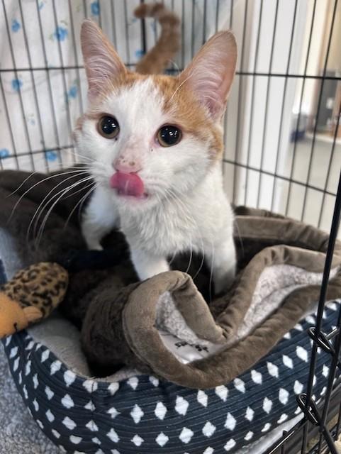 Enlarge Simba, a ADOPTABLE Domestic Short Hair in Chisholm, MN image 5/6