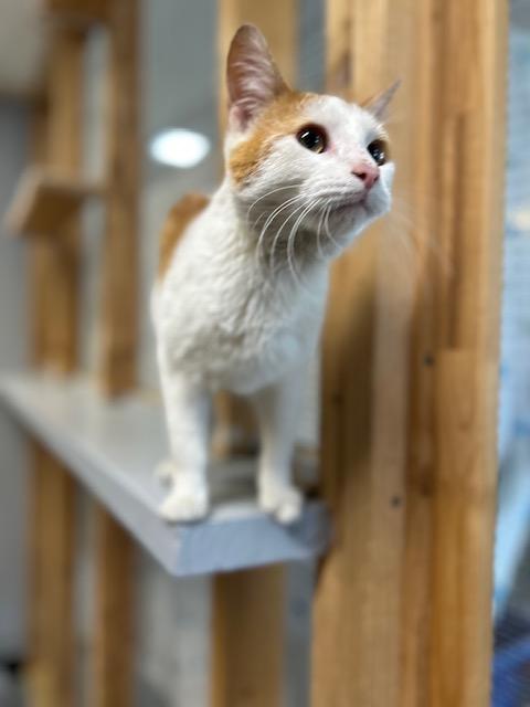Enlarge Simba, a ADOPTABLE Domestic Short Hair in Chisholm, MN image 4/6