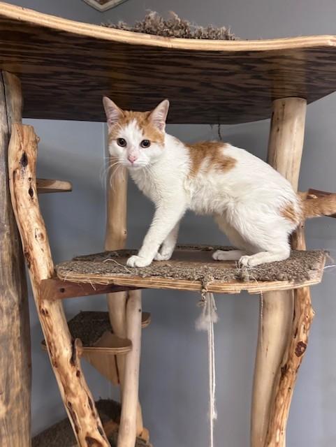 Enlarge Simba, a ADOPTABLE Domestic Short Hair in Chisholm, MN image 1/6