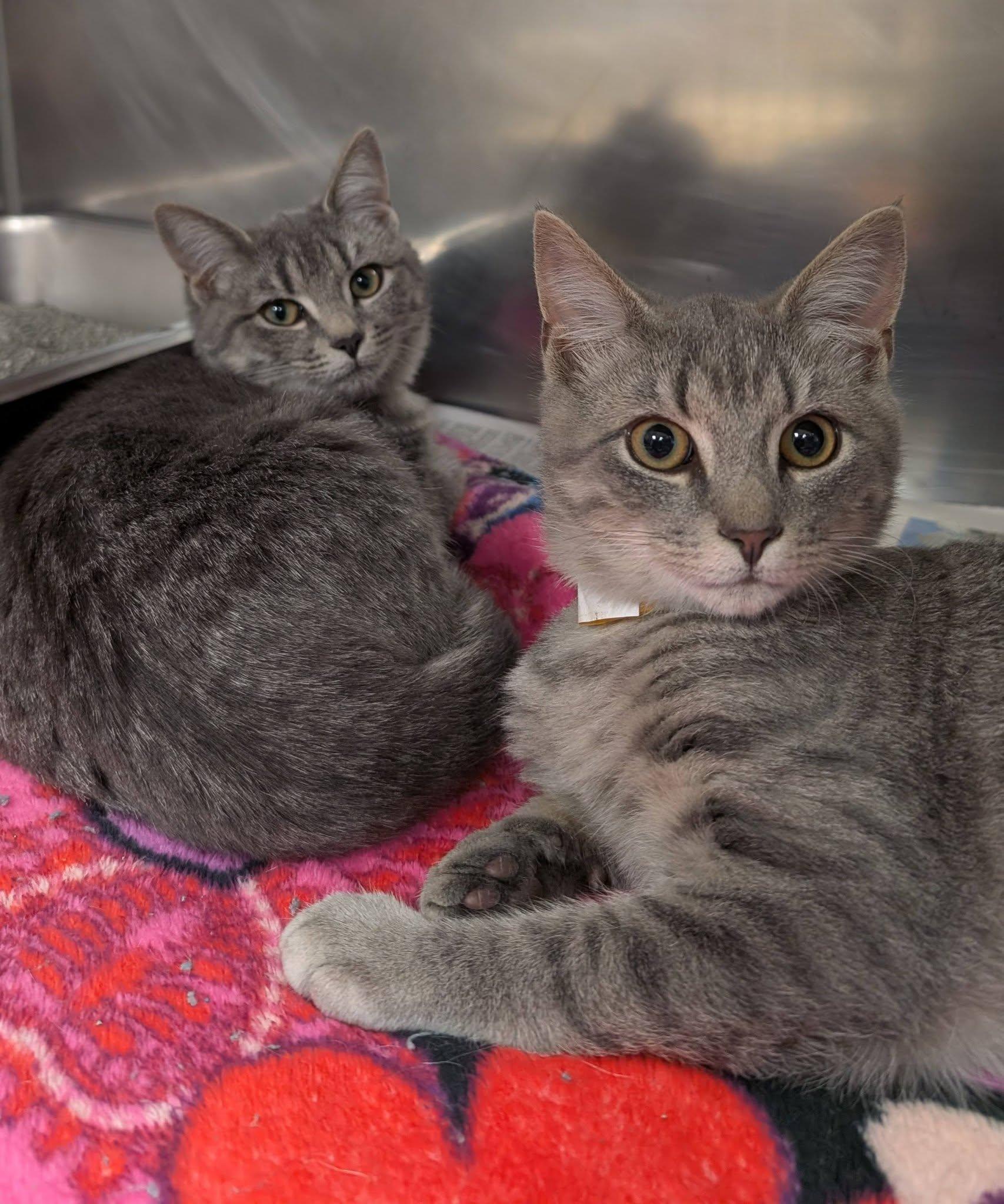 Barcelona and Madrid, ADOPTABLE, Kitten Male Domestic Short Hair.