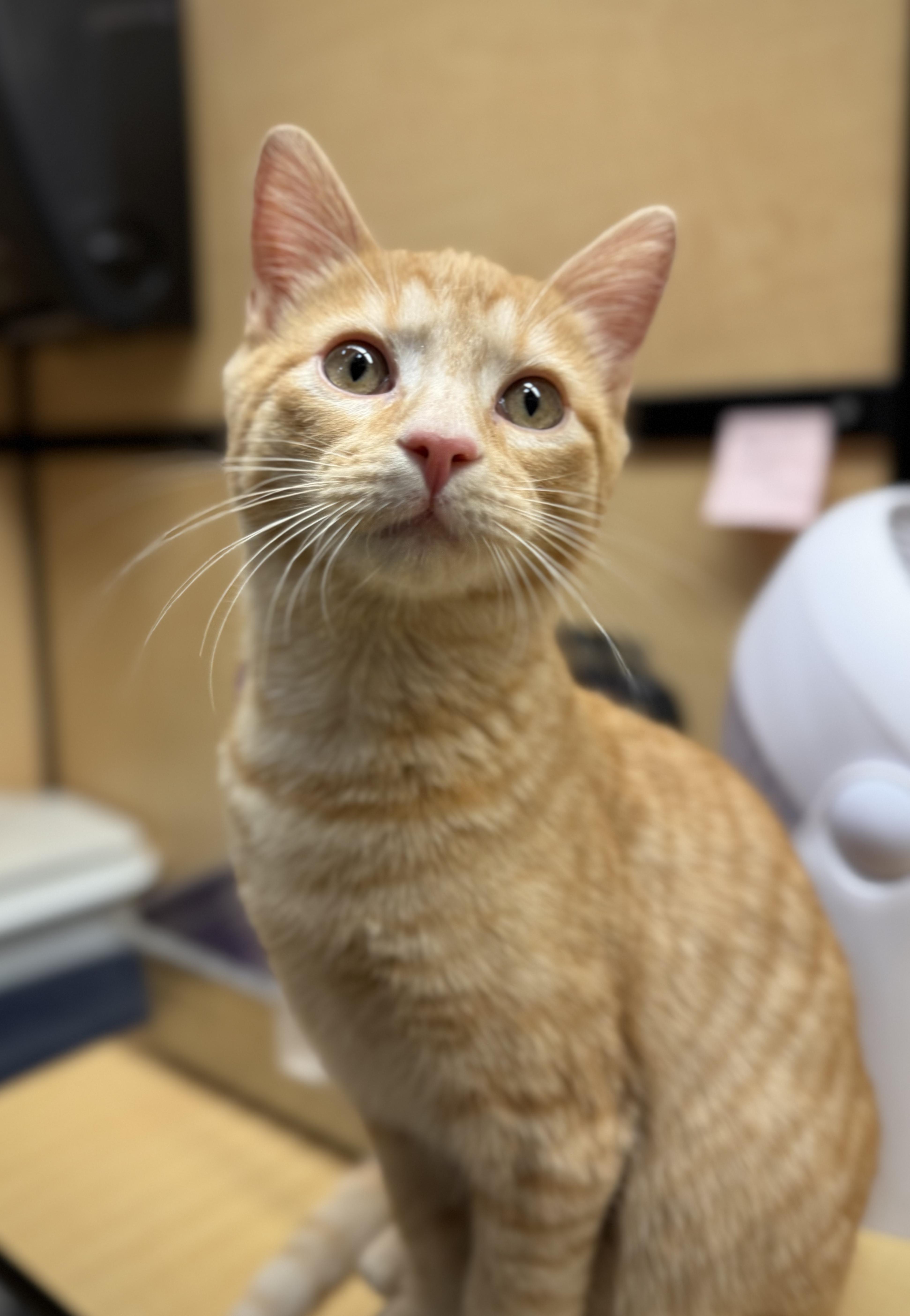 Chick’n Nugget (best friends with Cleo), adoptable, Kitten Male American Shorthair.