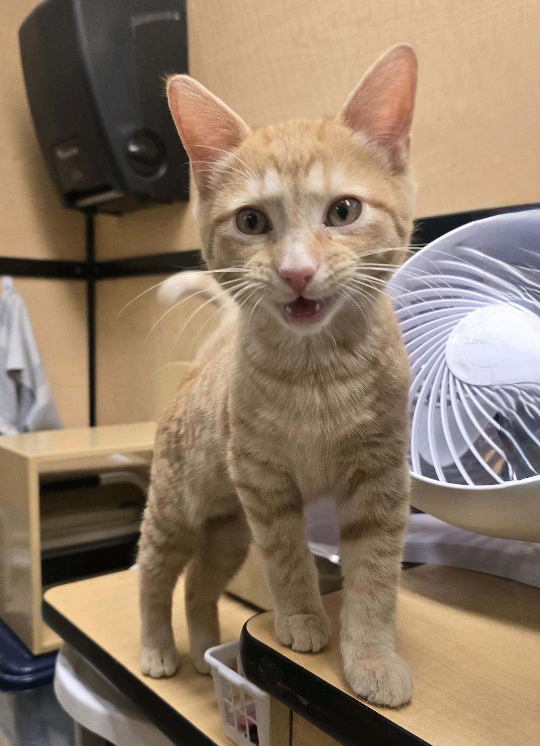 Enlarge Chick’n Nugget, an adoptable American Shorthair in Austin, TX image 3/6