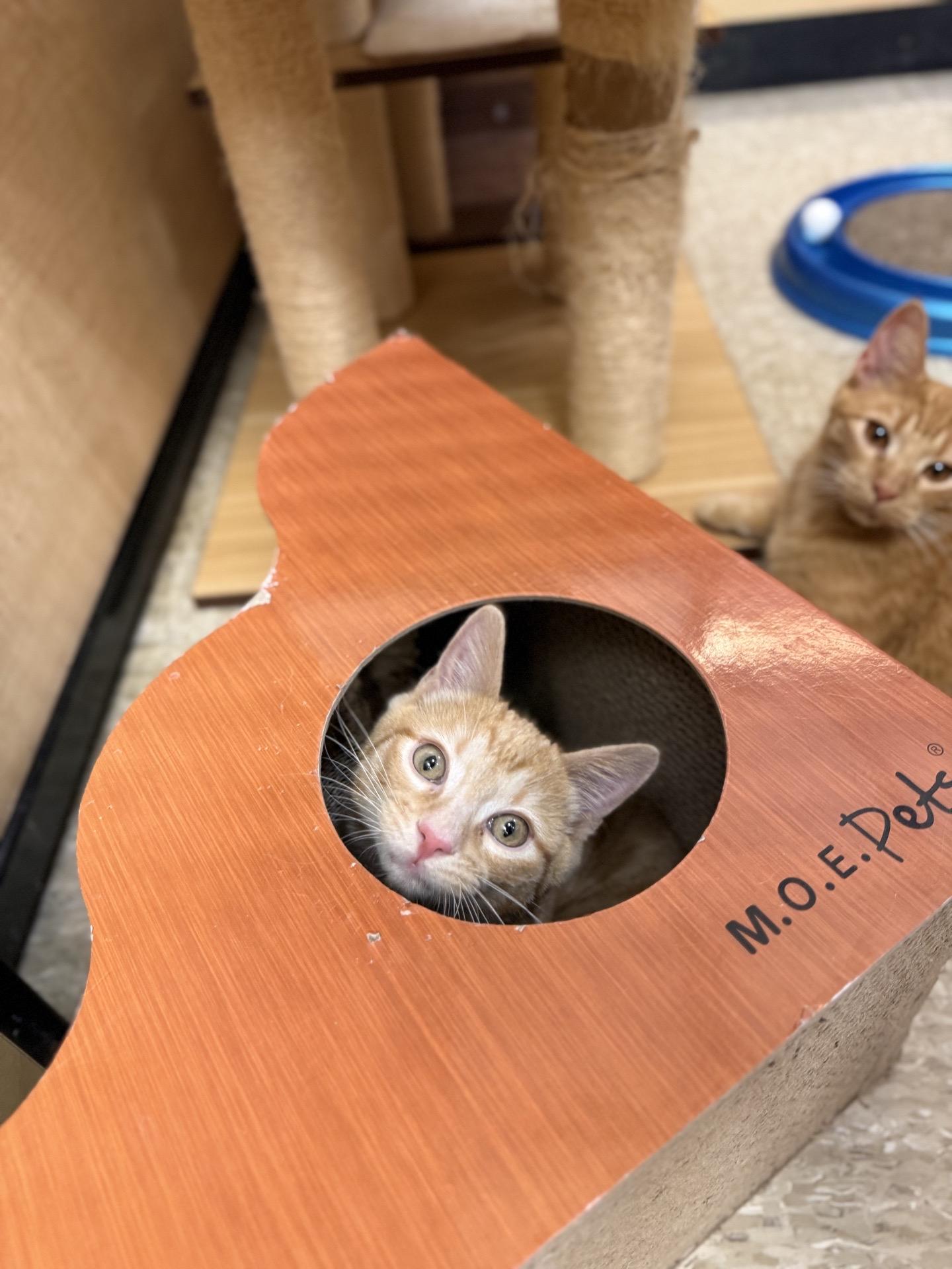 Enlarge Chick’n Nugget, an adoptable American Shorthair in Austin, TX image 4/6