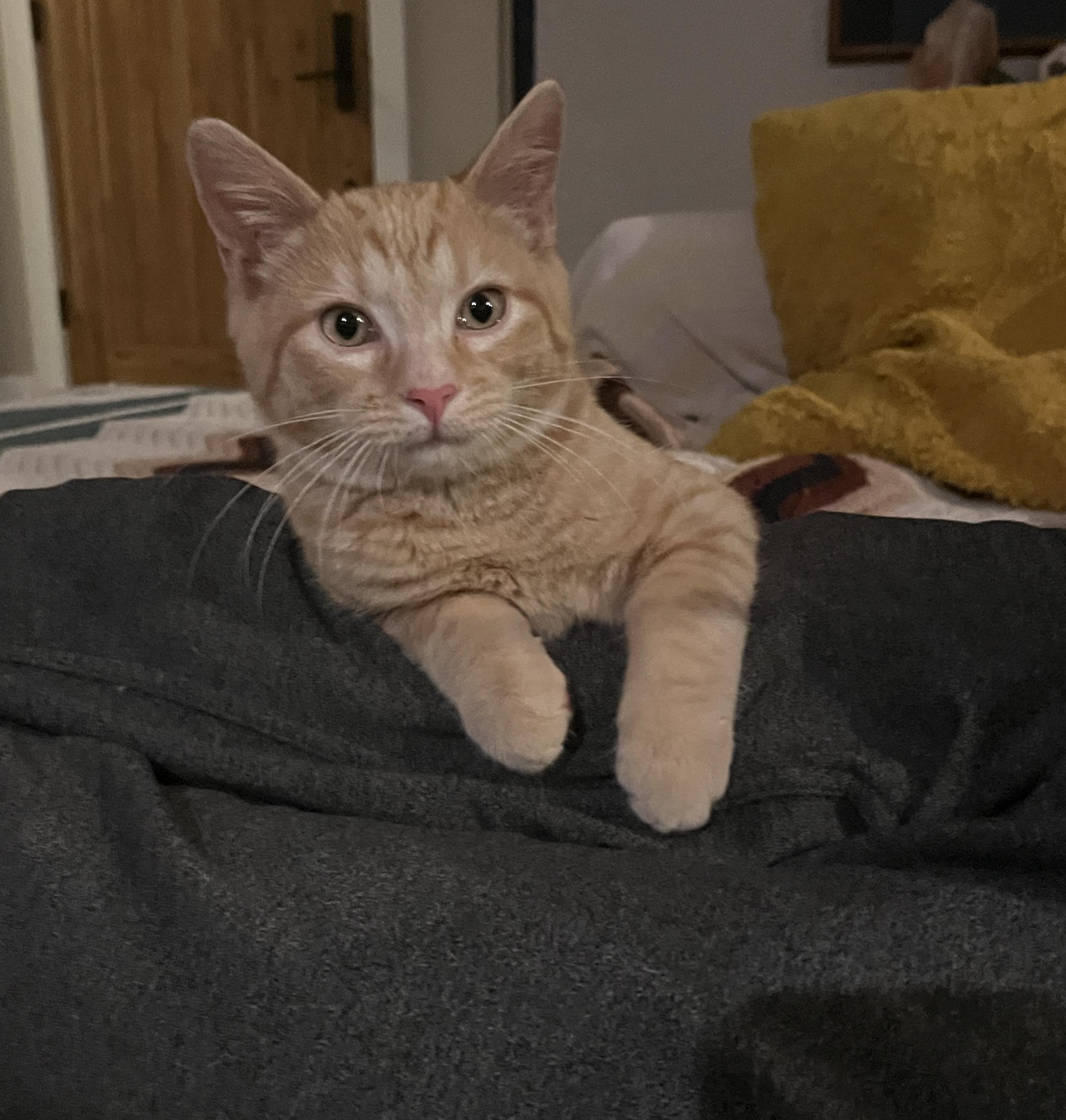 Chick’n Nugget, adoptable, Kitten Male American Shorthair.