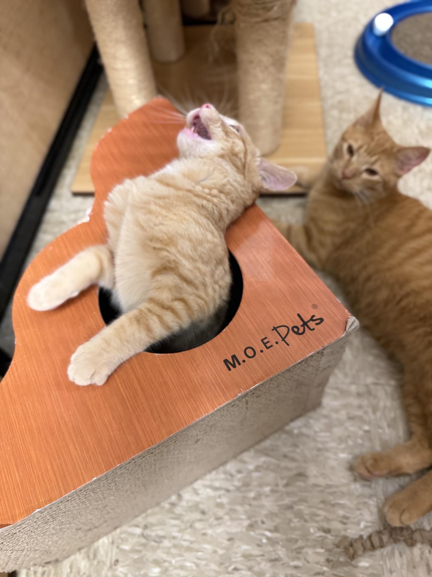 Enlarge Chick’n Nugget, an adoptable American Shorthair in Austin, TX image 5/6