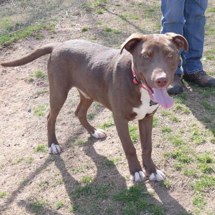 Boris, Adoptable, Young Male Labrador Retriever & Mixed Breed.