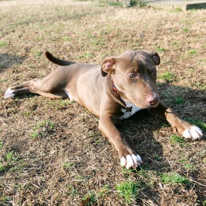 Enlarge Boris, a Adoptable mixed breed in Dahlonega, GA image 2/3