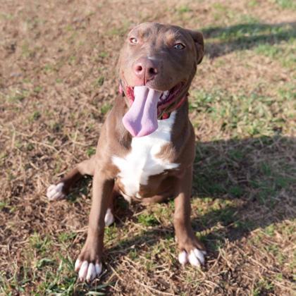 Enlarge Boris, a Adoptable mixed breed in Dahlonega, GA image 3/3