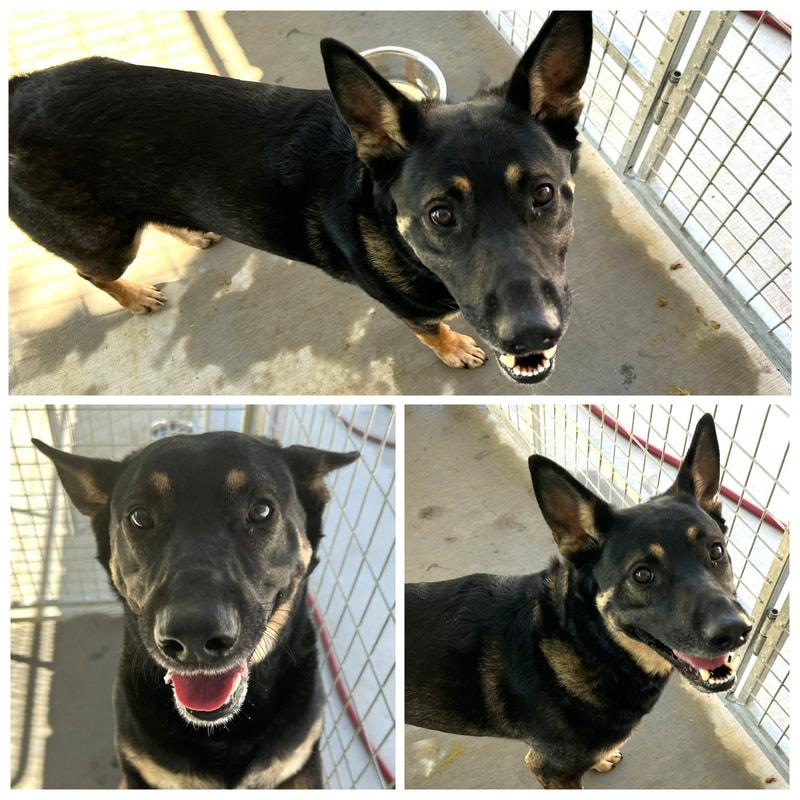 Gunner, Adoptable, Adult Male German Shepherd Dog.