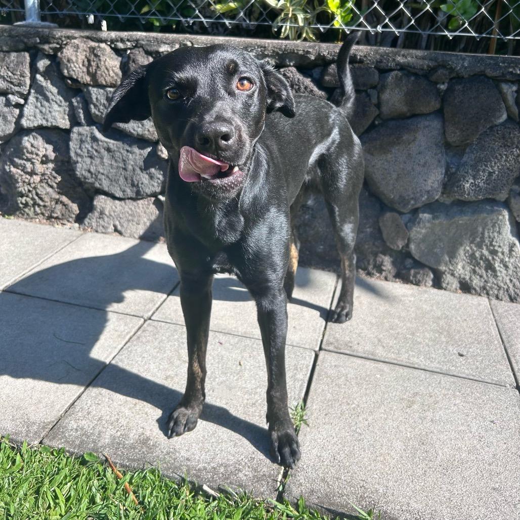 Batman:airstray thumbnail 2