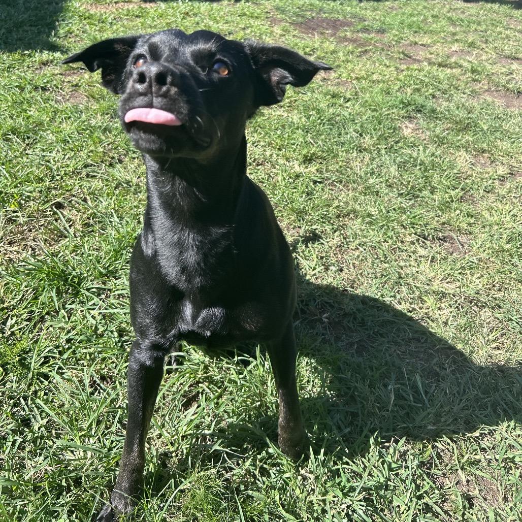 Batman:airstray thumbnail 3