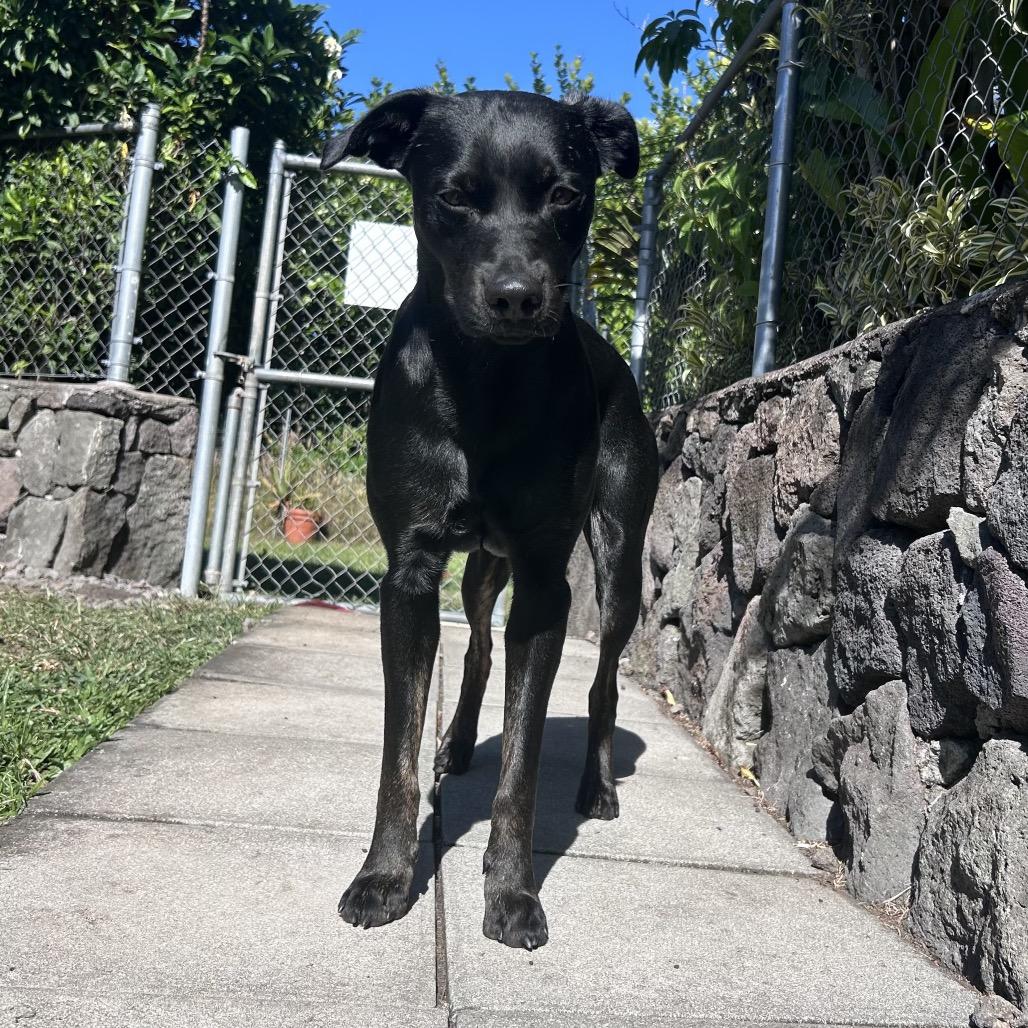 Batman:airstray thumbnail 4