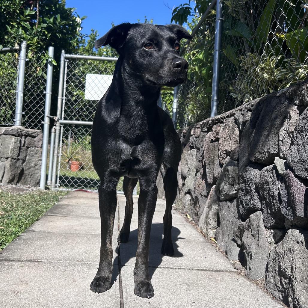 Batman:airstray thumbnail 5