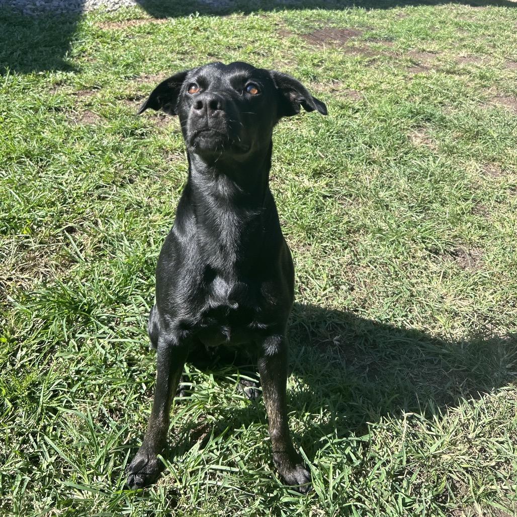 Batman:airstray thumbnail 6