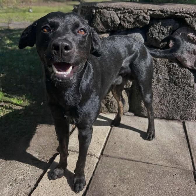 Batman:airstray thumbnail 7