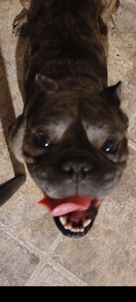 Enlarge Achilles, a ADOPTABLE Bulldog in Lima, OH image 1/1