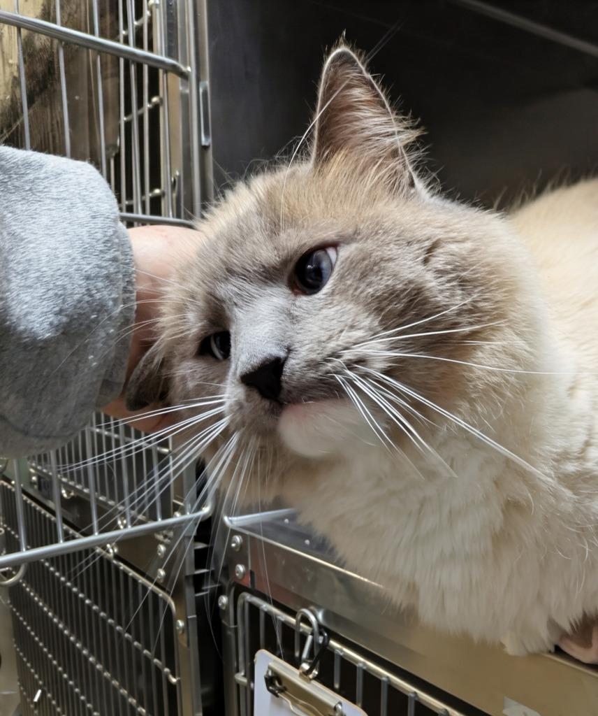Ghost, Adoptable, Adult Male Domestic Short Hair.
