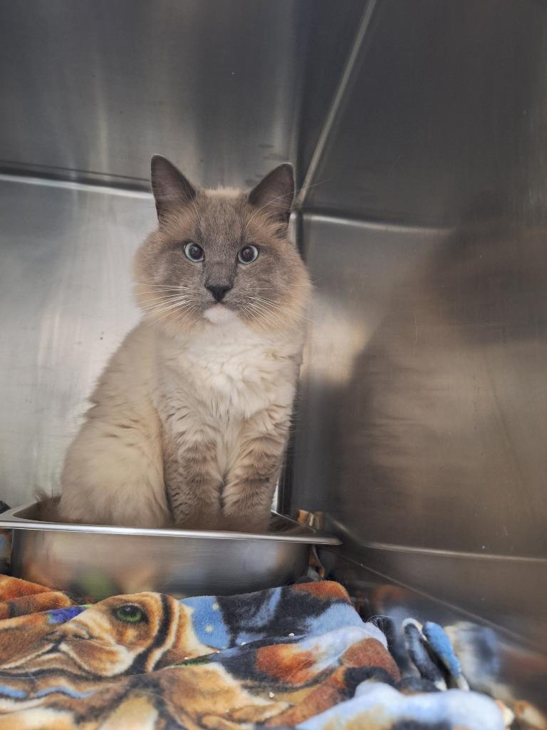 Enlarge Ghost, a Adoptable mixed breed in Kodiak, AK image 2/3