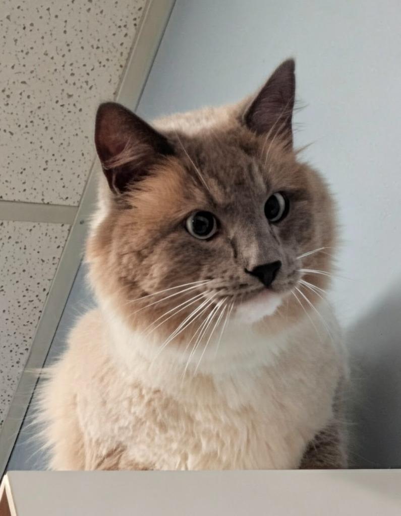 Enlarge Ghost, a Adoptable mixed breed in Kodiak, AK image 3/3