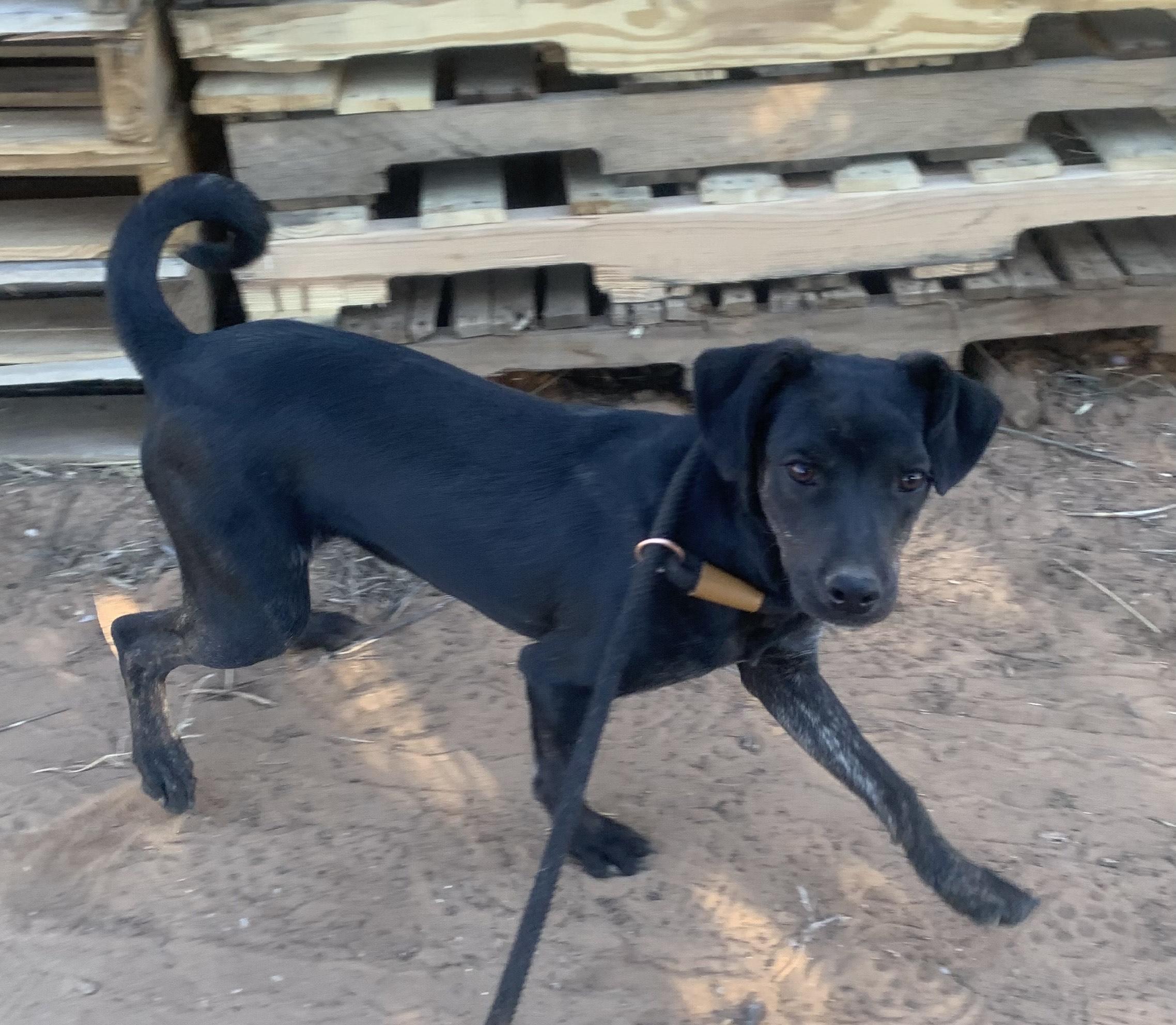 Darth, Adoptable, Puppy Male Terrier & Chihuahua.