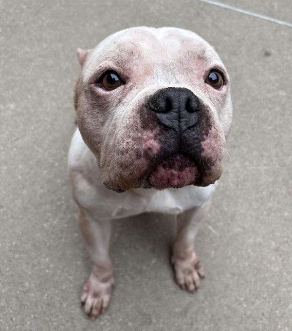 Rocky, Adoptable, Adult Male American Bulldog.