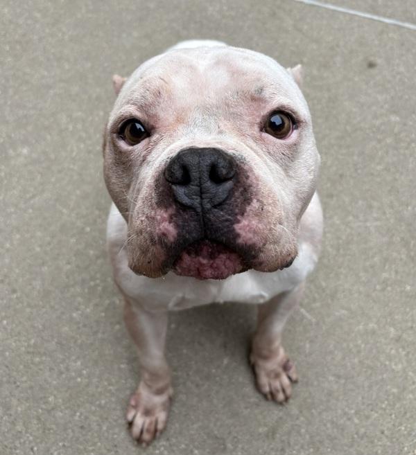 Enlarge Rocky, a Adoptable mixed breed in Sioux City, IA image 2/3