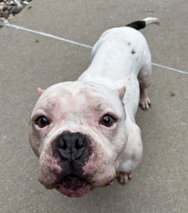 Enlarge Rocky, a Adoptable mixed breed in Sioux City, IA image 3/3