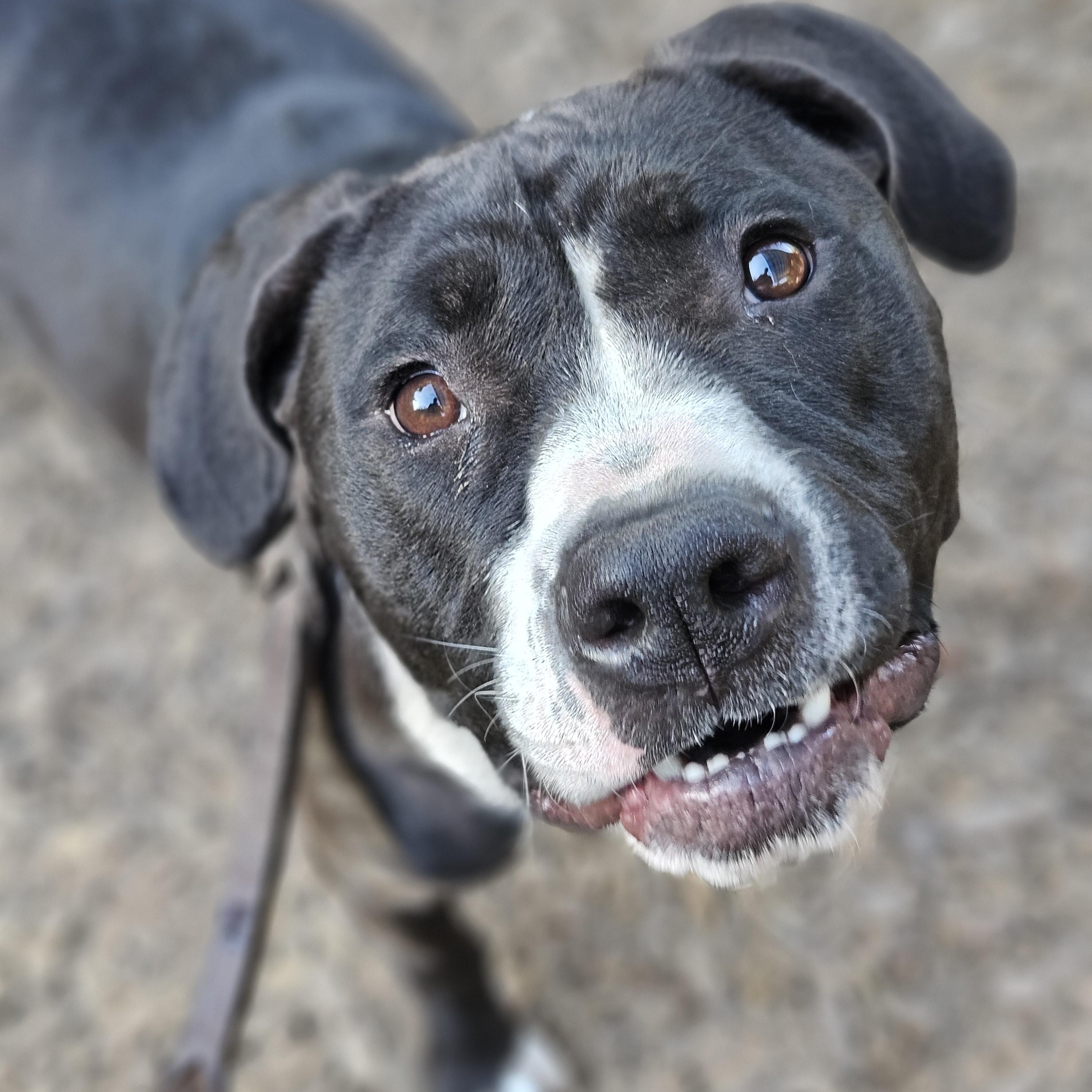 Malone, an adoptable Pit Bull Terrier, American Staffordshire Terrier in Junction City, OR, 97448 | Photo Image 3