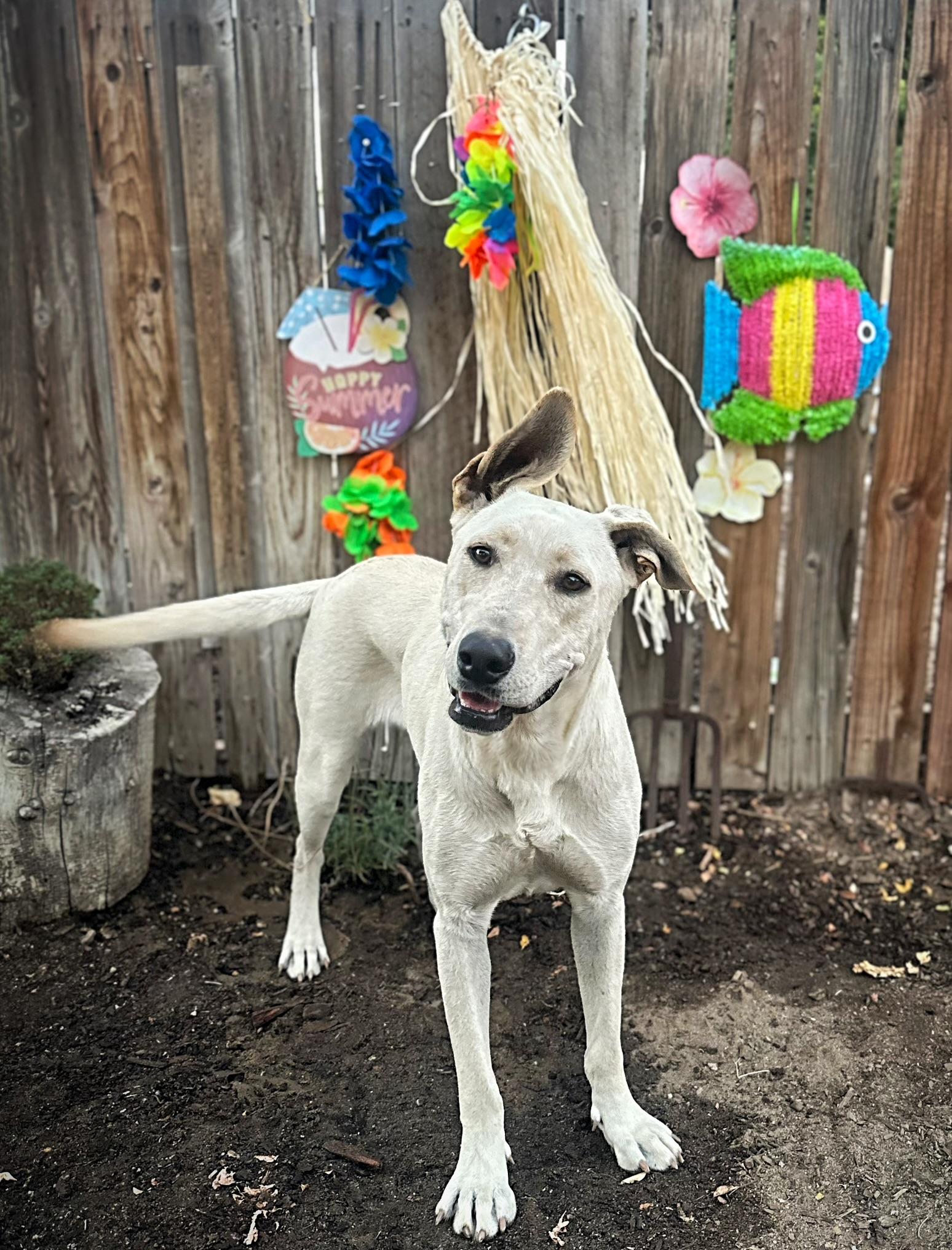 Shelby, a Adoptable German Shepherd Dog in Modesto , CA image 2/3