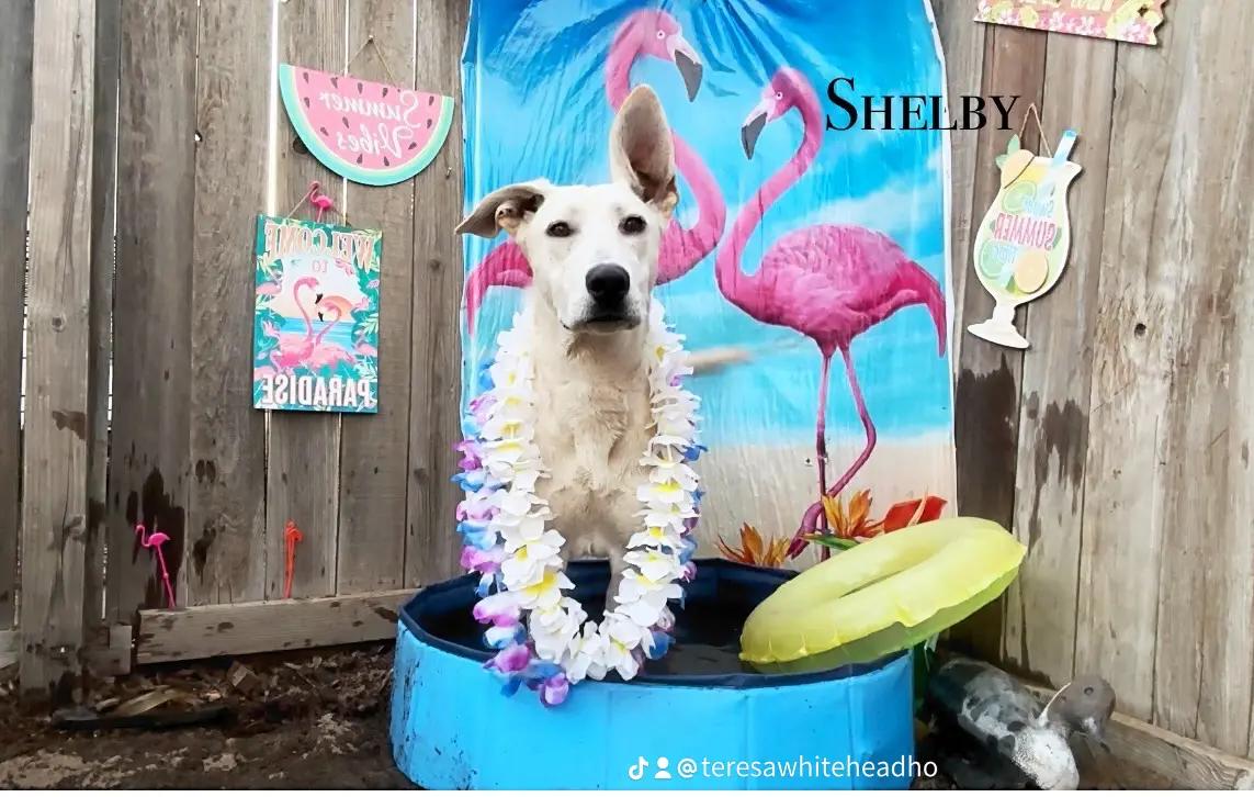 Shelby, Adoptable, Puppy Female German Shepherd Dog.