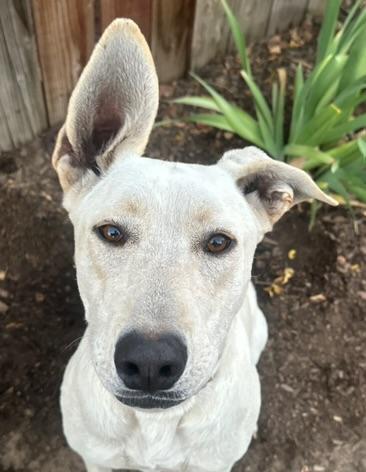 Shelby, Adoptable, Young Female German Shepherd Dog.
