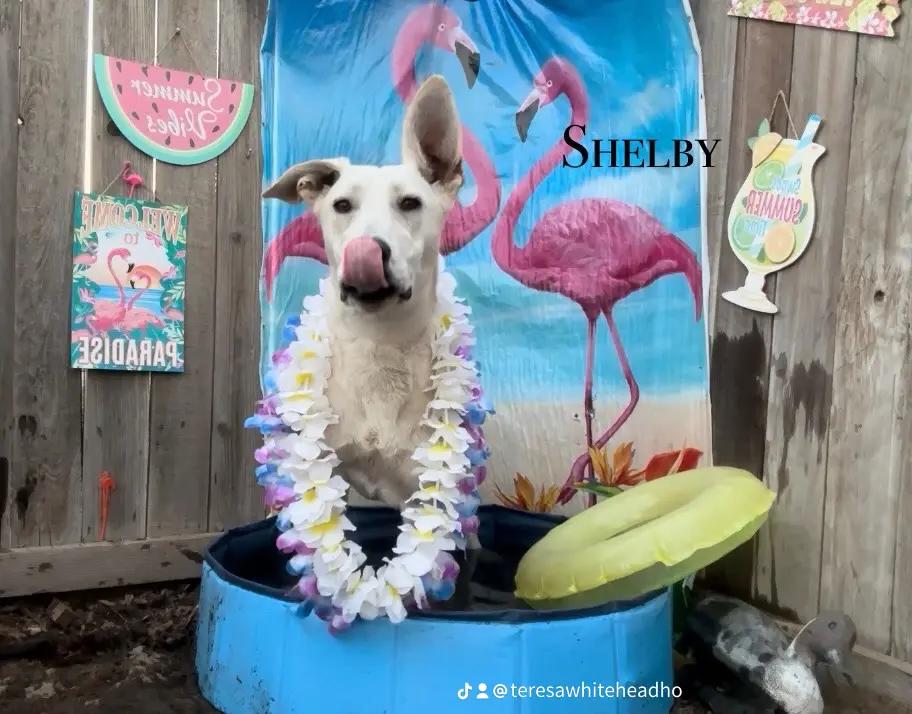 Shelby, a Adoptable German Shepherd Dog in Modesto , CA image 2/3