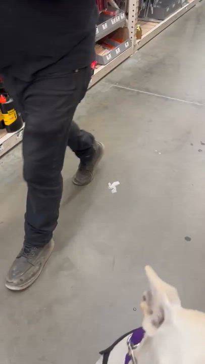 Enlarge Shelby, a Adoptable German Shepherd Dog in Modesto , CA video 3/3