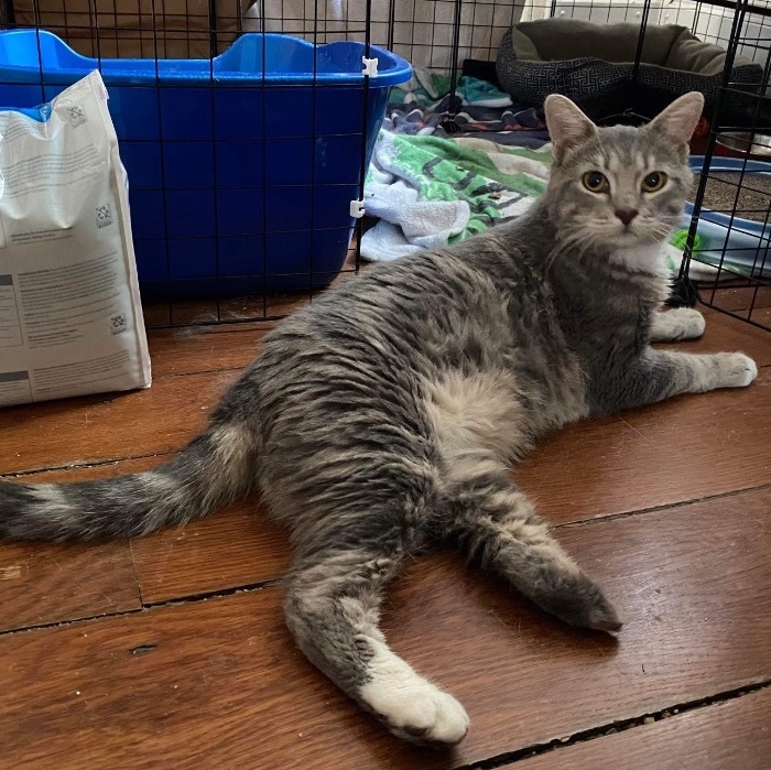 Enlarge Seymour, a Adoptable Domestic Short Hair in Philadelphia, PA image 14/14