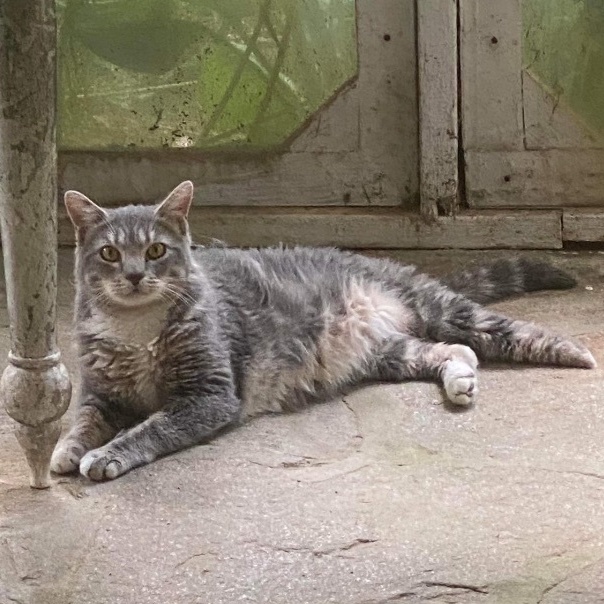 Enlarge Seymour, a Adoptable Domestic Short Hair in Philadelphia, PA image 11/14