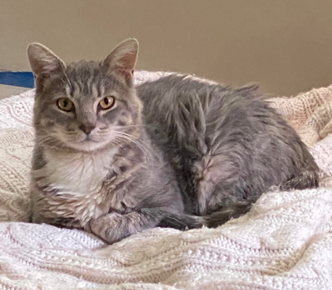 Seymour, Adoptable, Adult Male Domestic Short Hair.