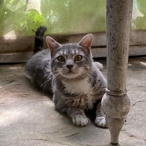 Enlarge Seymour, a Adoptable Domestic Short Hair in Philadelphia, PA image 12/14