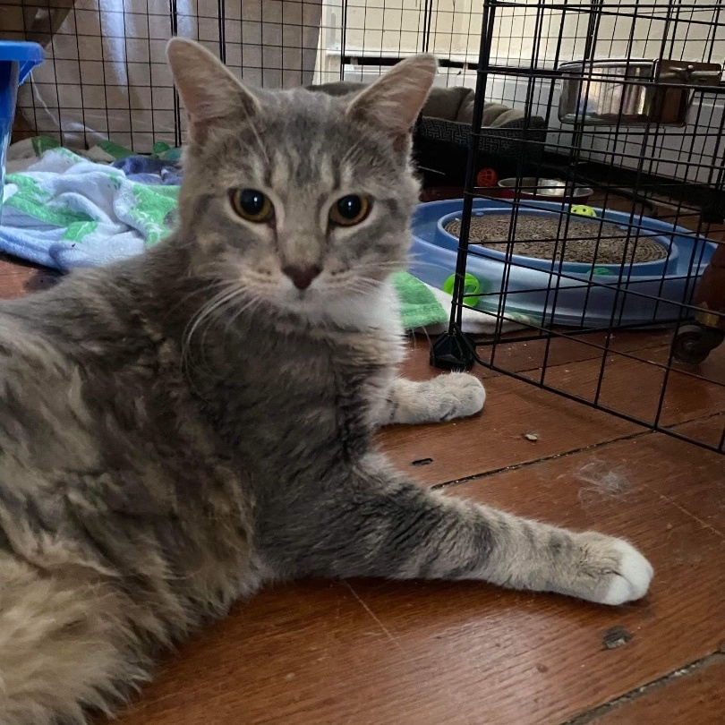 Enlarge Seymour, a Adoptable Domestic Short Hair in Philadelphia, PA image 13/14