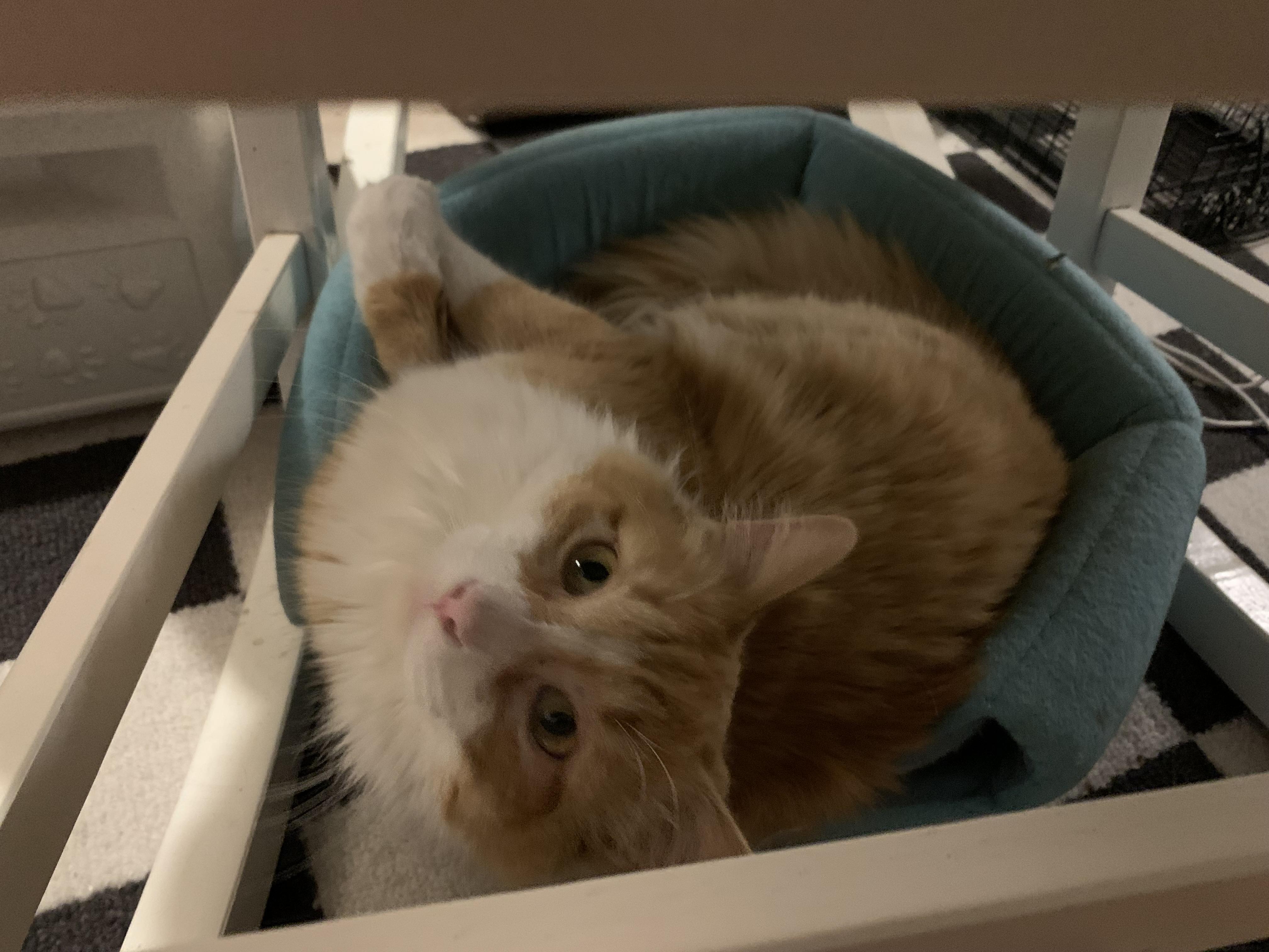 Enlarge Pringles, an adopted Domestic Long Hair in Shelby Township, MI image 6/6