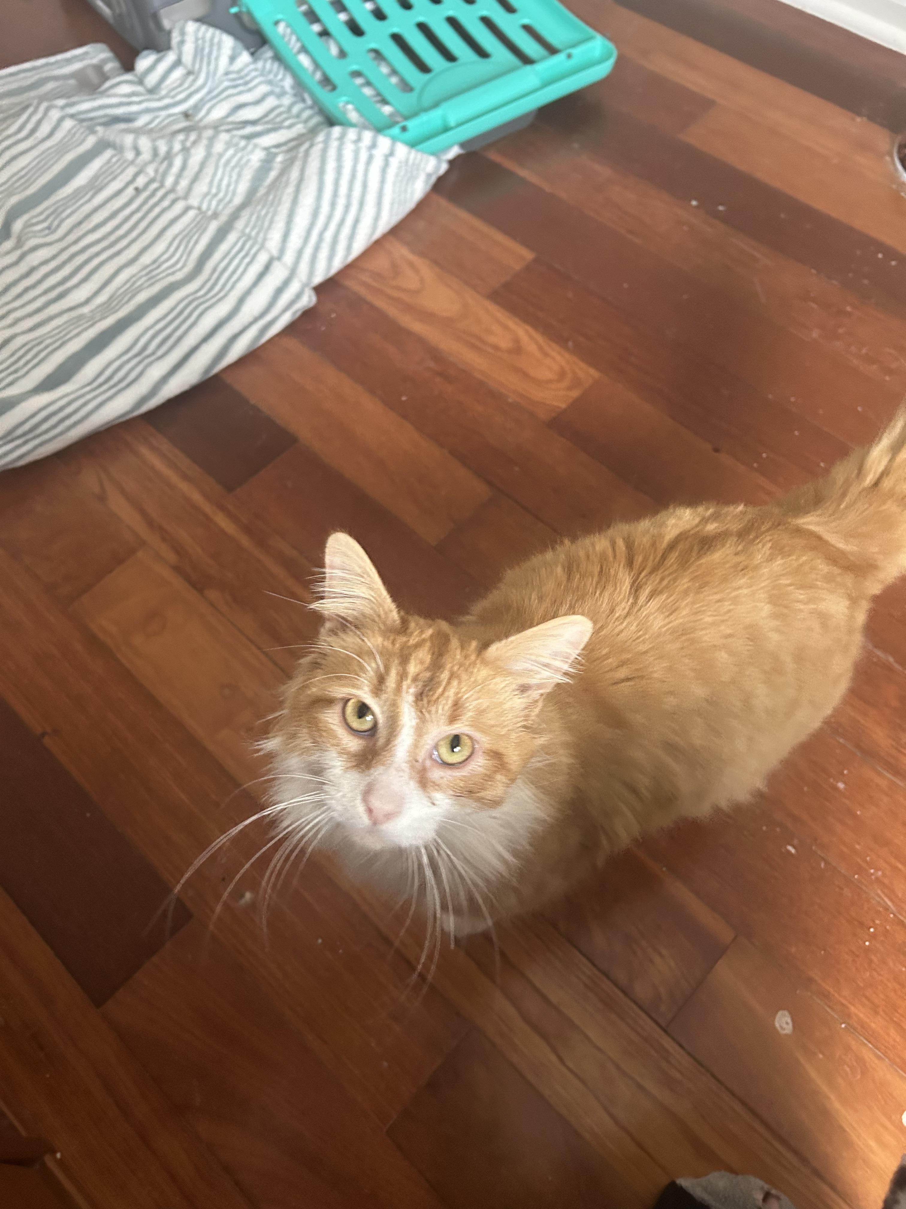 Enlarge Pringles, an adopted Domestic Long Hair in Shelby Township, MI image 2/6