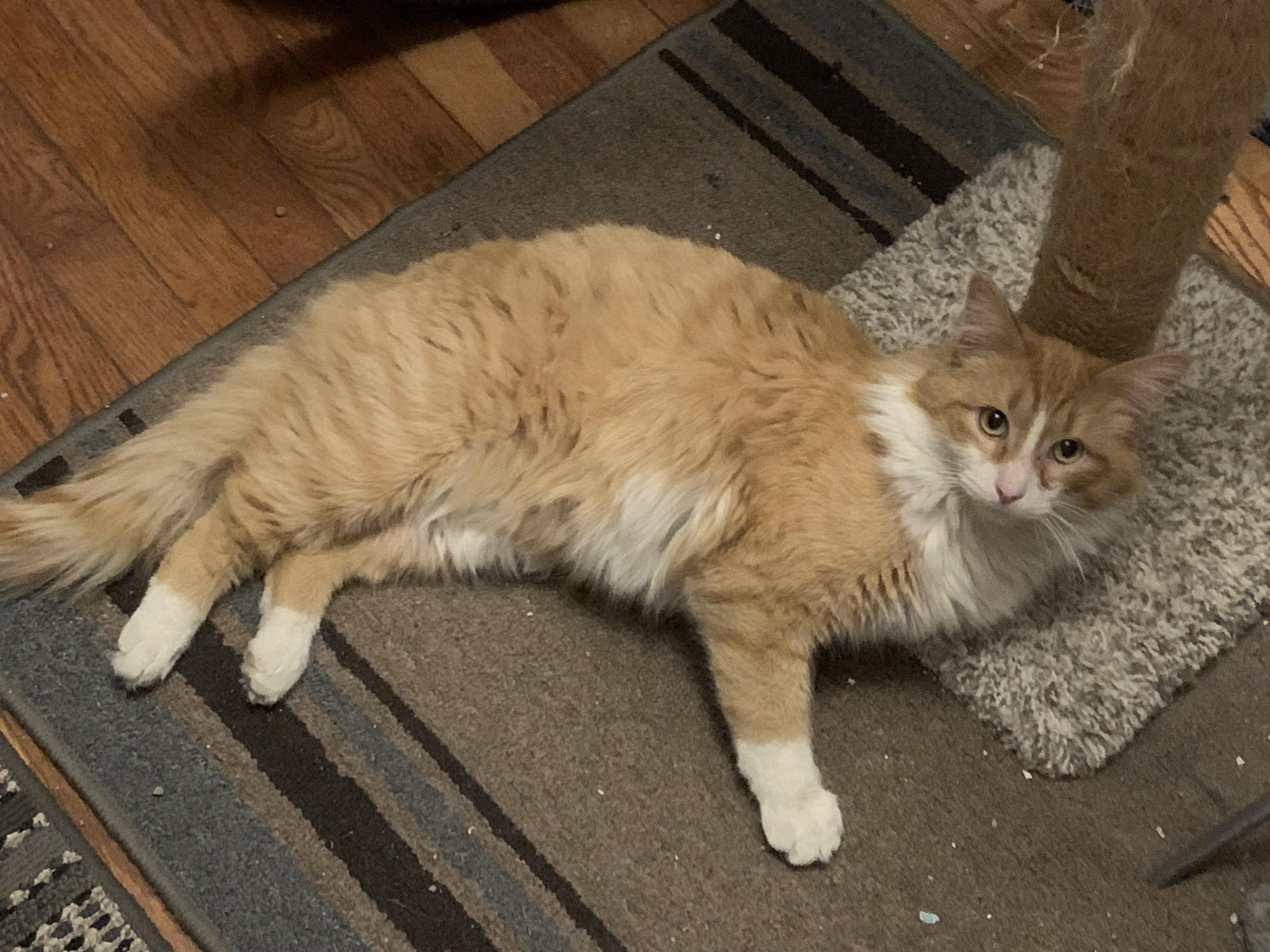 Enlarge Pringles, an adopted Domestic Long Hair in Shelby Township, MI image 5/6