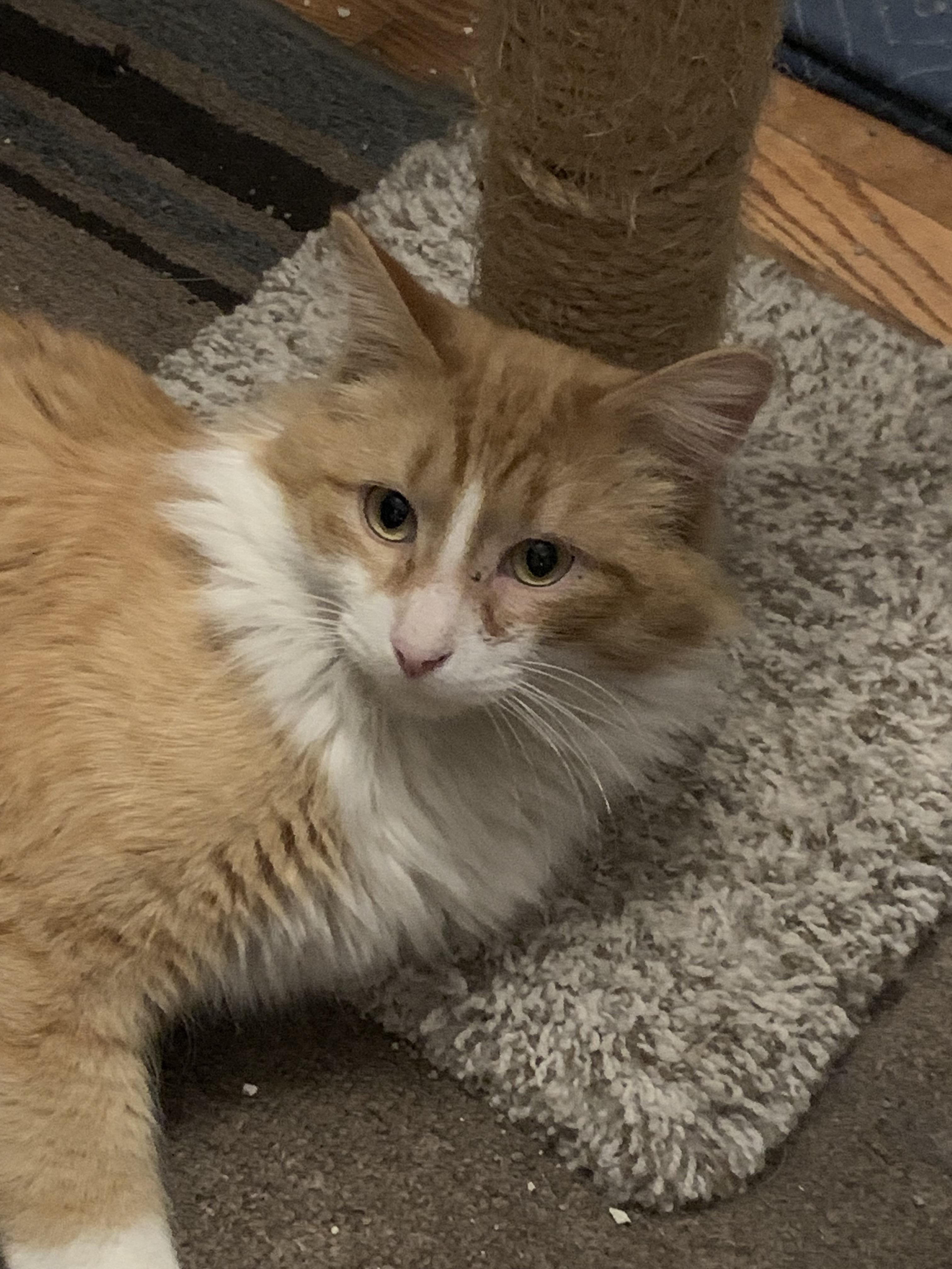 Pringles, ADOPTABLE, Adult Male Domestic Long Hair.